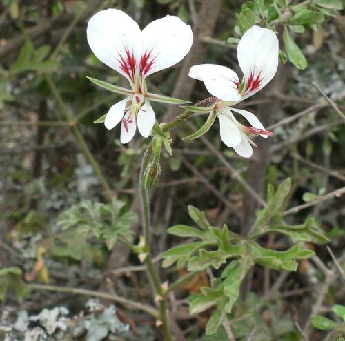 Pelargonium exhibens, photograph 3