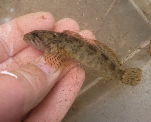Marbled sculpin (Cottus klamathensis) — Cottidae — 5