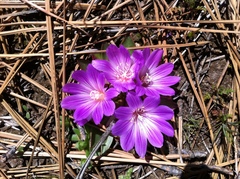 Lewisia brachycalyx