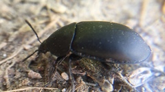 Ablattaria laevigata