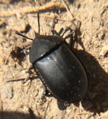 Ablattaria laevigata