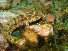 Alloclinus holderi