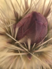 Cylindropuntia wolfii