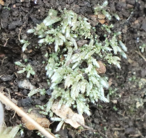Bryum lanatum
