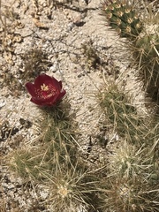 Cylindropuntia wolfii
