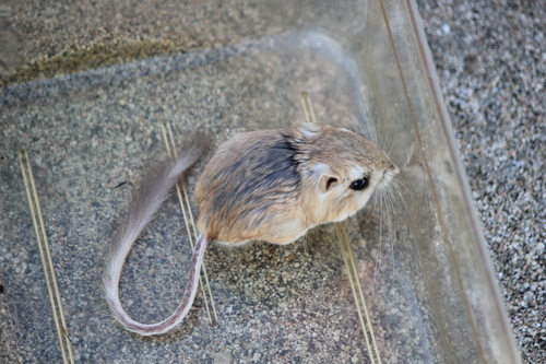 iNaturalist observation photo of Merriam's Kangaroo Rat