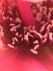 Cylindropuntia wolfii