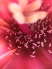 Cylindropuntia wolfii