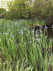 Iris hexagona