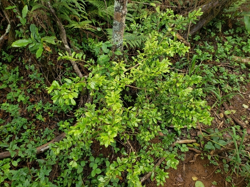 Myrsine alyxifolia observed 2023-11-29
