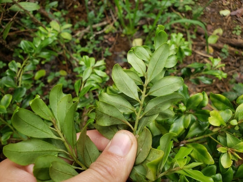 Myrsine alyxifolia