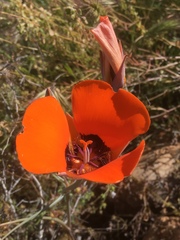 Calochortus kennedyi kennedyi