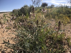 Astragalus layneae