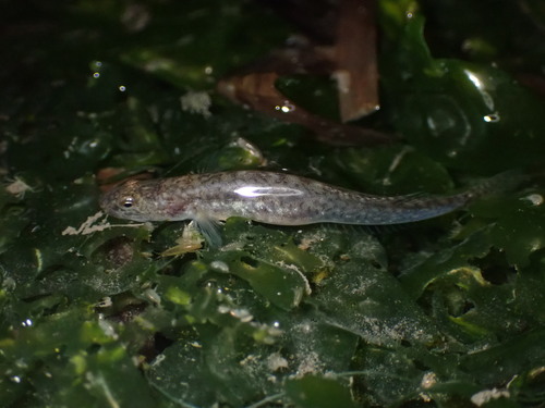 Arrow goby (Clevelandia ios) — Gobiidae — 2