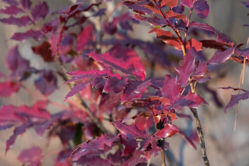 Creeping Oregon Grape foliage