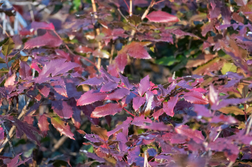 Oregon Grape foliage