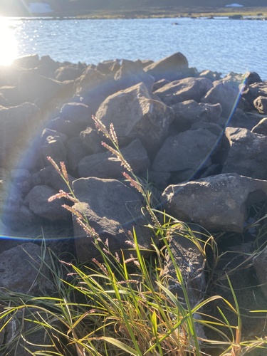 Sabine-grass (Pleuropogon sabinei)