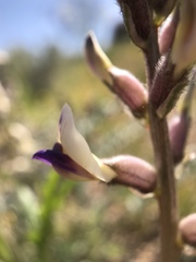 Astragalus layneae