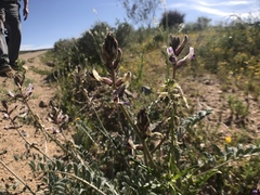 Astragalus layneae