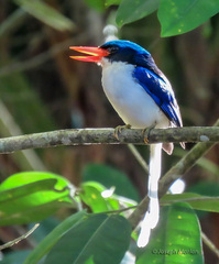 Common Paradise-Kingfisher photo 4