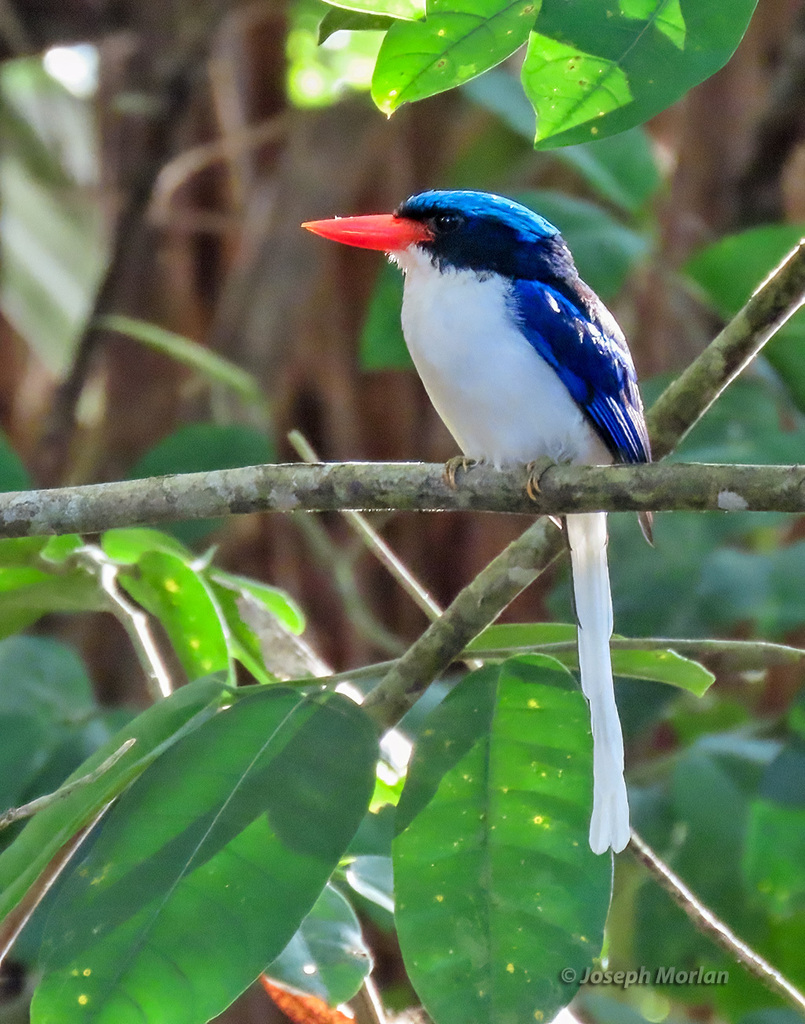 Common Paradise-Kingfisher (Tanysiptera galatea) photo