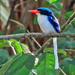 Common Paradise Kingfisher - Photo (c) Joseph Morlan, some rights reserved (CC BY-SA), uploaded by Joseph Morlan