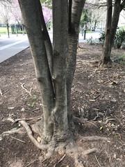 Ilex opaca