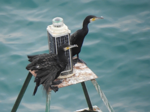Great Cormorant