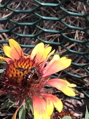 Dianthidium floridiense