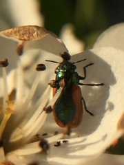 Smaragdina limbata