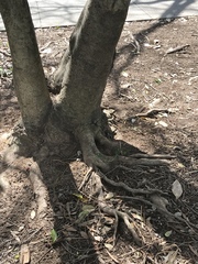 Ilex opaca