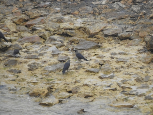 House Crow