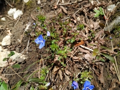 Veronica umbrosa