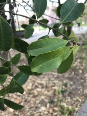 Ilex opaca