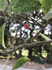 Ilex opaca