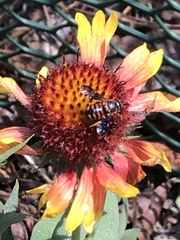 Dianthidium floridiense