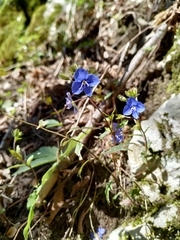 Veronica umbrosa