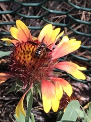 Dianthidium floridiense