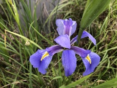 Iris hexagona