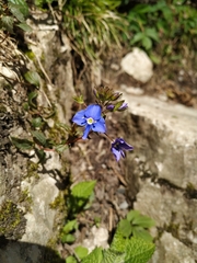 Veronica umbrosa
