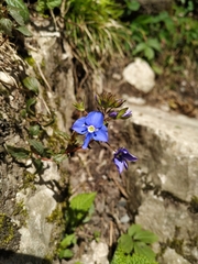 Veronica umbrosa