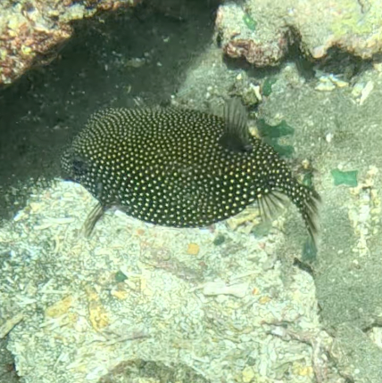 Spotted Boxfish (Ostracion meleagris)