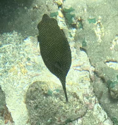 Spotted Boxfish (Ostracion meleagris)