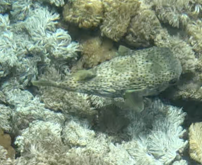 Spotted Porcupinefish (Diodon hystrix)