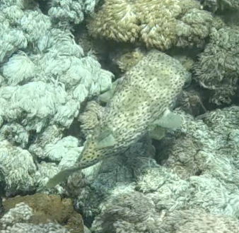 Spotted Porcupinefish (Diodon hystrix)