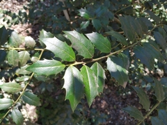 Ilex colchica