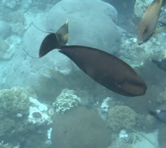 サザナミトサカハギ
