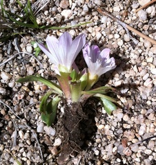 Lewisia brachycalyx
