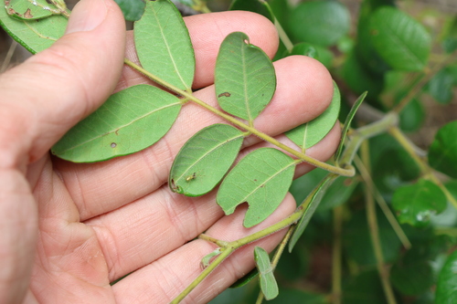 Image of Cassia tomentella by (c) Greg Tasney, some rights reserved (CC BY-SA)