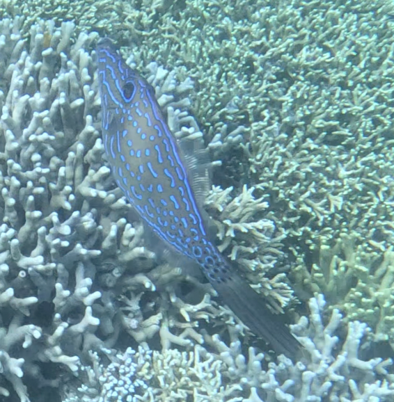 Scrawled filefish